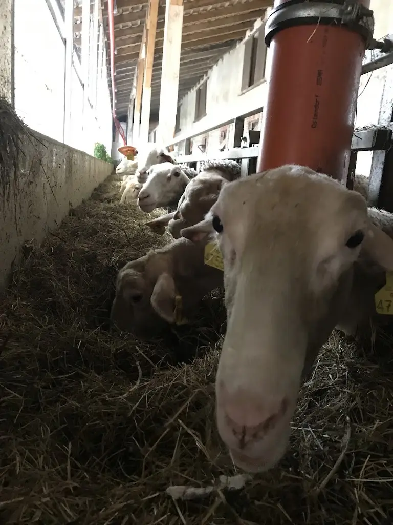 Lucie Čečková_Statek Horní Dvorce - sýrárna (ovčí sýry)_Strmilov_review