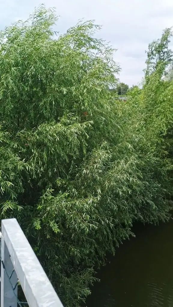 -p-_Oáza Šašňák_Ostrožská Nová Ves_review