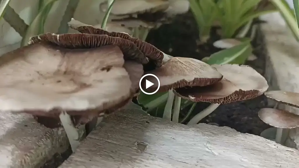 Restoran Šumice_Šumice_slider_image_2