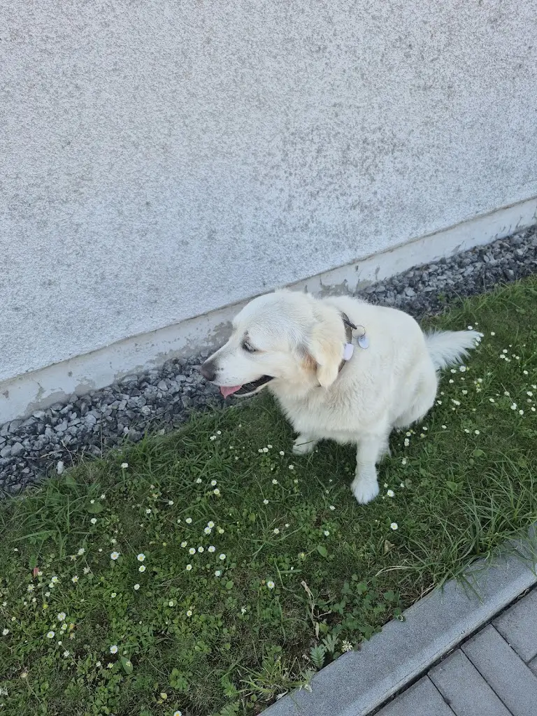 Petr Hladiš_Zlatý drak_Uherský Brod_review