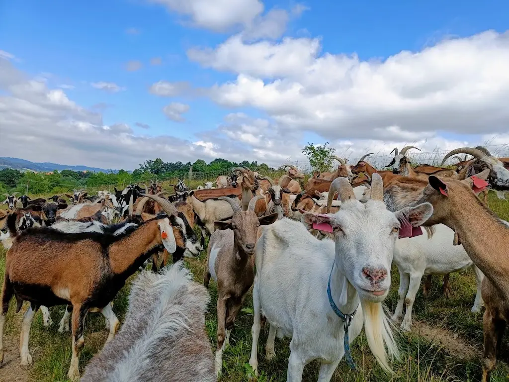 Goat Farm Vizovice restaurant in Vizovice