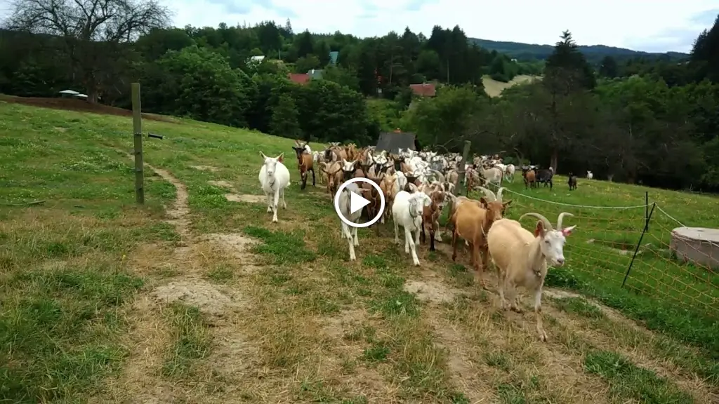 Goat Farm Vizovice_Vizovice_slider_image_2