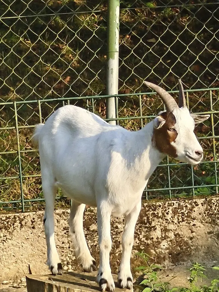 VACLAV CIZLER_občerstvení U zvířátek_Týn nad Vltavou_review