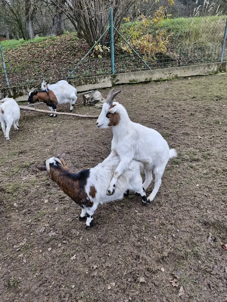 patrik loudin_občerstvení U zvířátek_Týn nad Vltavou_review