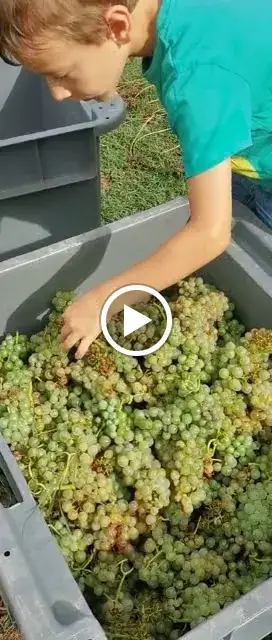 Domaine Masson-Blondelet_Pouilly-sur-Loire_slider_image_2