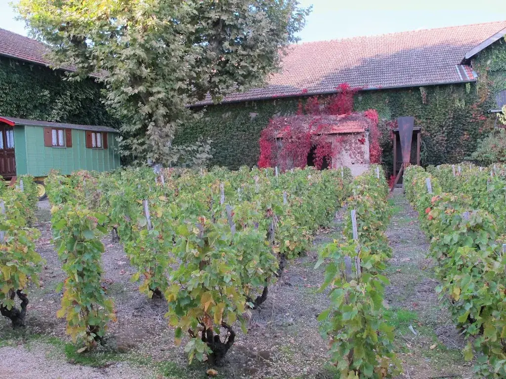 Michael Miller_Hameau Duboeuf_Romanèche-Thorins_review