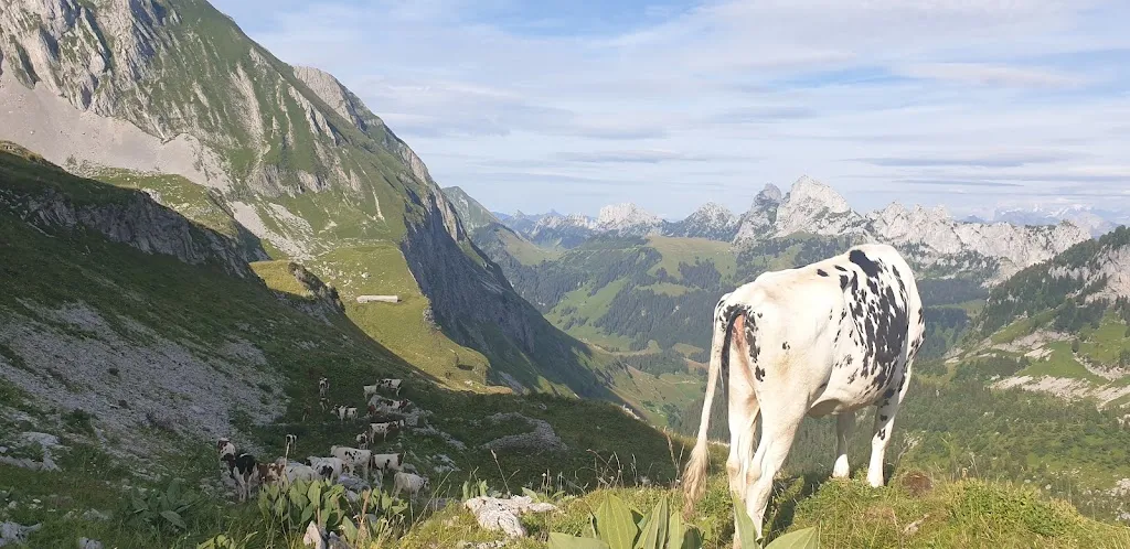 Alpage le Sori - buvette_Rougemont_slider_image_3