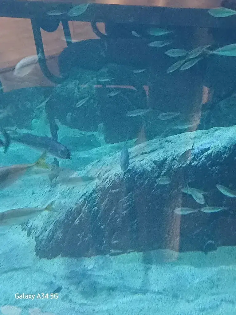 Miku_Le Restaurant de l'AQUASHOW_Audierne_recensione