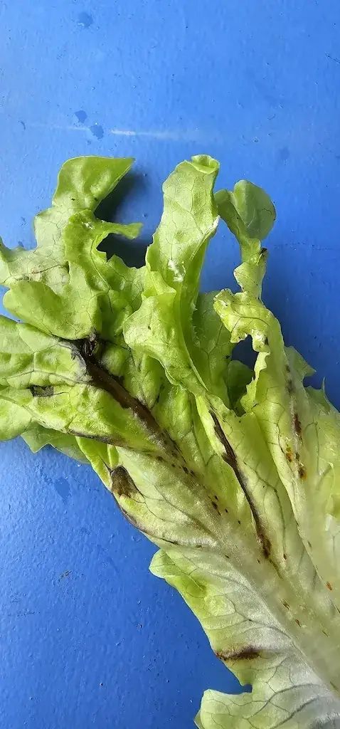 Stephane_Au Fournil de Clem_Brasparts_review