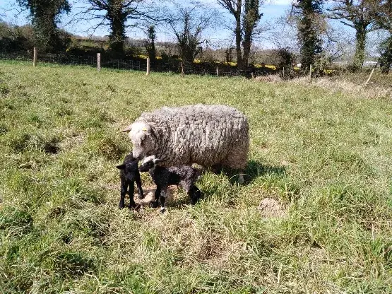 La P'tite Ferme_Carhaix-Plouguer_slider_image_2