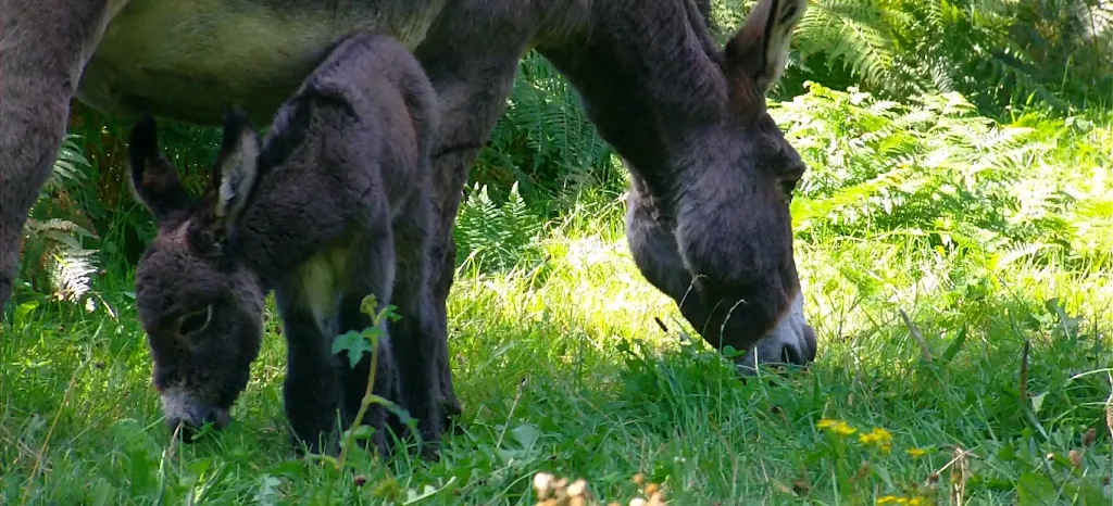 Les ânes sont dans le pré_Carhaix-Plouguer_slider_image_1