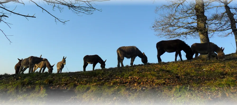 Les ânes sont dans le pré_Carhaix-Plouguer_slider_image_2