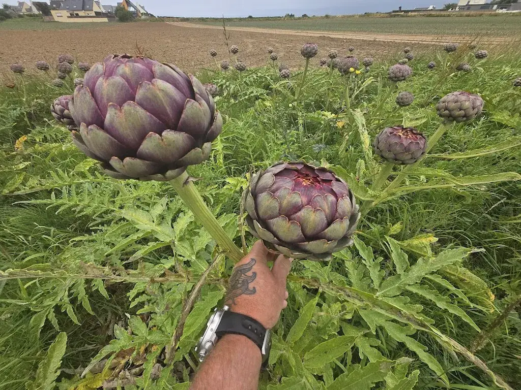 Lee Apse_restaurant des amiets_Cléder_review