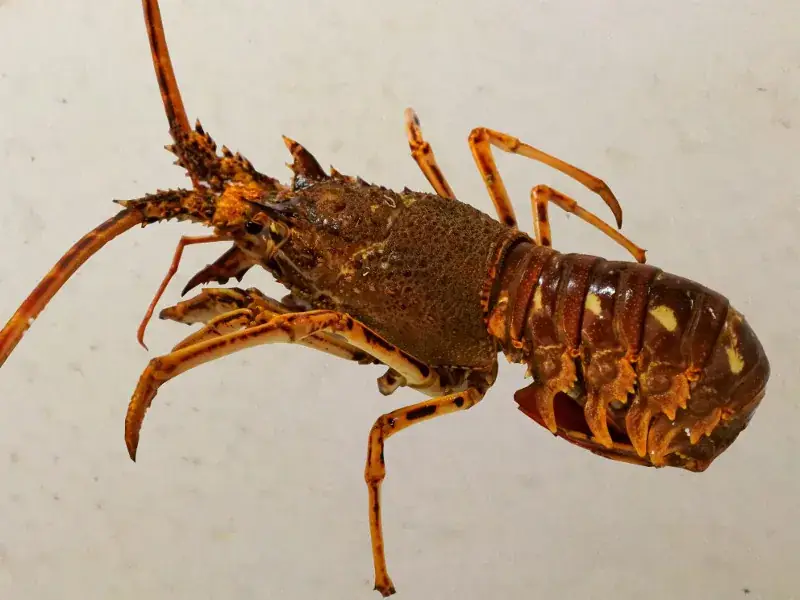 La rose des vents_Cléder_slider_image_3