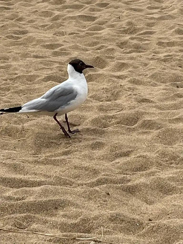 Arlette_La Crêperie de la plage_Clohars-Carnoët_review