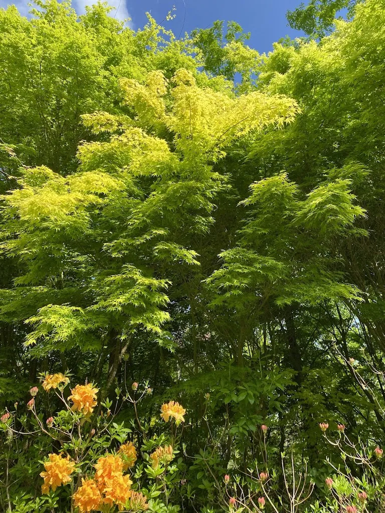 Isabelle Dubourg_Café Restaurant Séquoia_Gouesnach_review