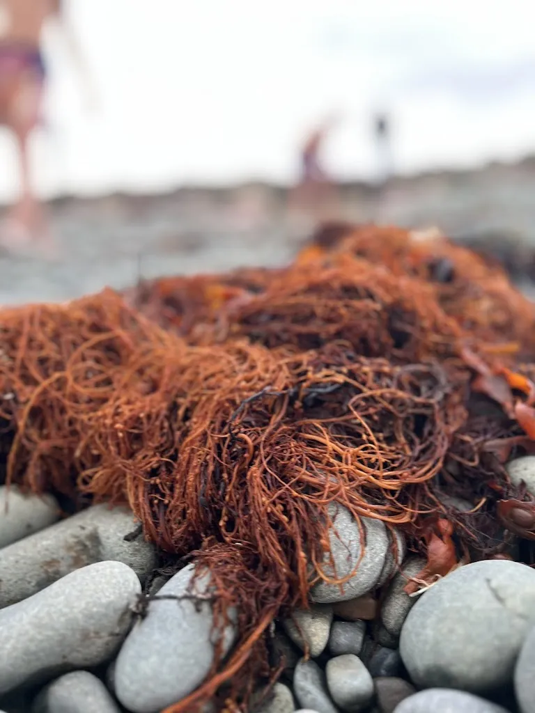 Menü_L' Effet Mer_Erquy_Bild_9