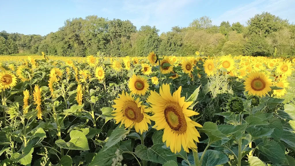 Robert Maddern_ROYAL KEBAB GUICHEN_Guichen_review
