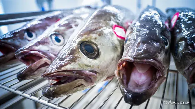 Menu_les fumaisons - île de Groix_Groix_image_9