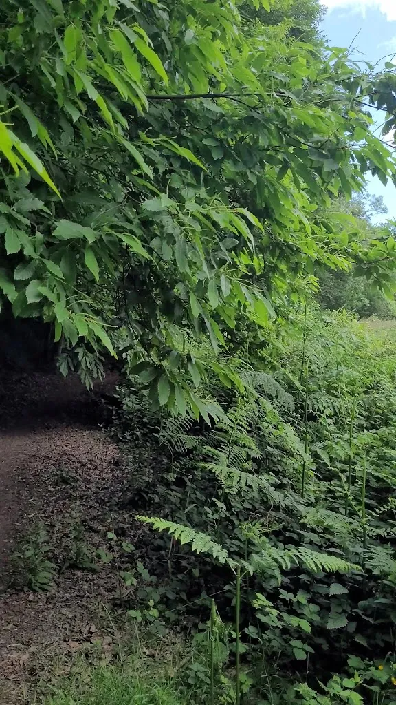 scherpenseel Christophe_Tourist Office of Jugon-les-Lacs_Jugon-les-Lacs_review