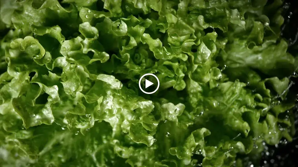 Eat Salad_Guipavas_slider_image_2