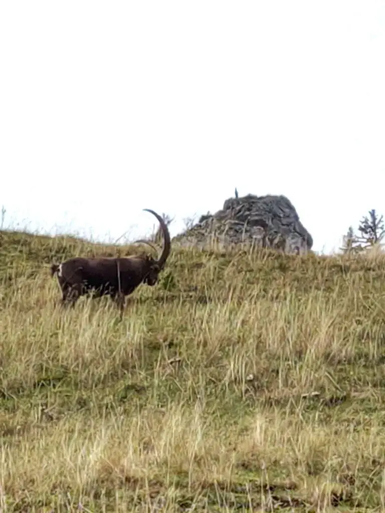 Alpage de Bise_Chapelle-d'Abondance_slider_image_2