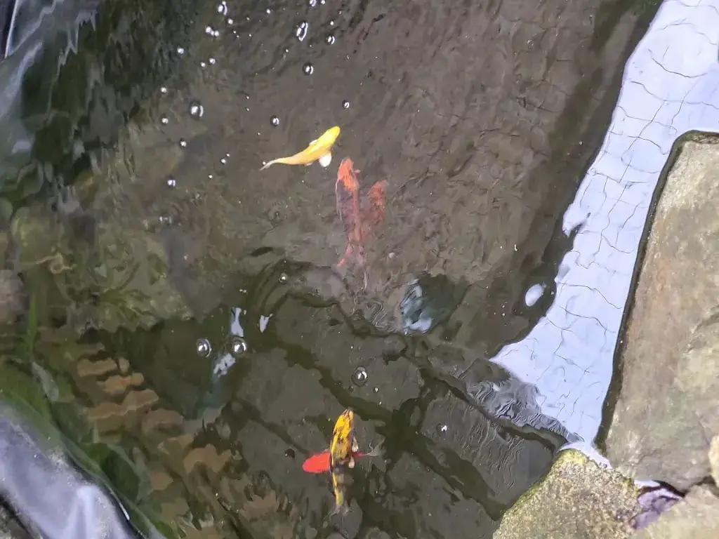 Sima Parla_Le Prieuré_Lamballe-Armor_review