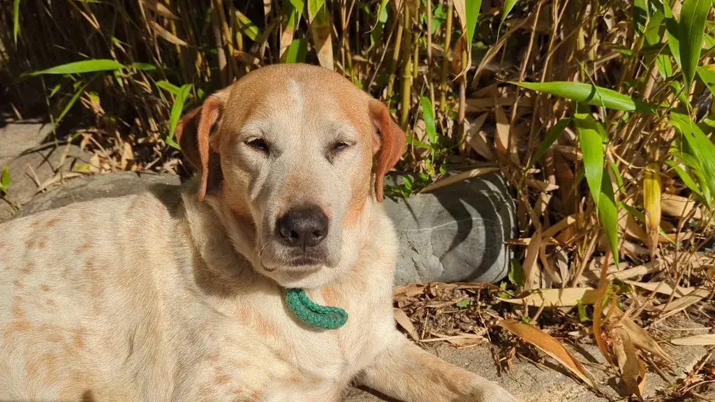 Ryan Burnside_Auberge de Keringar_Conquet_review