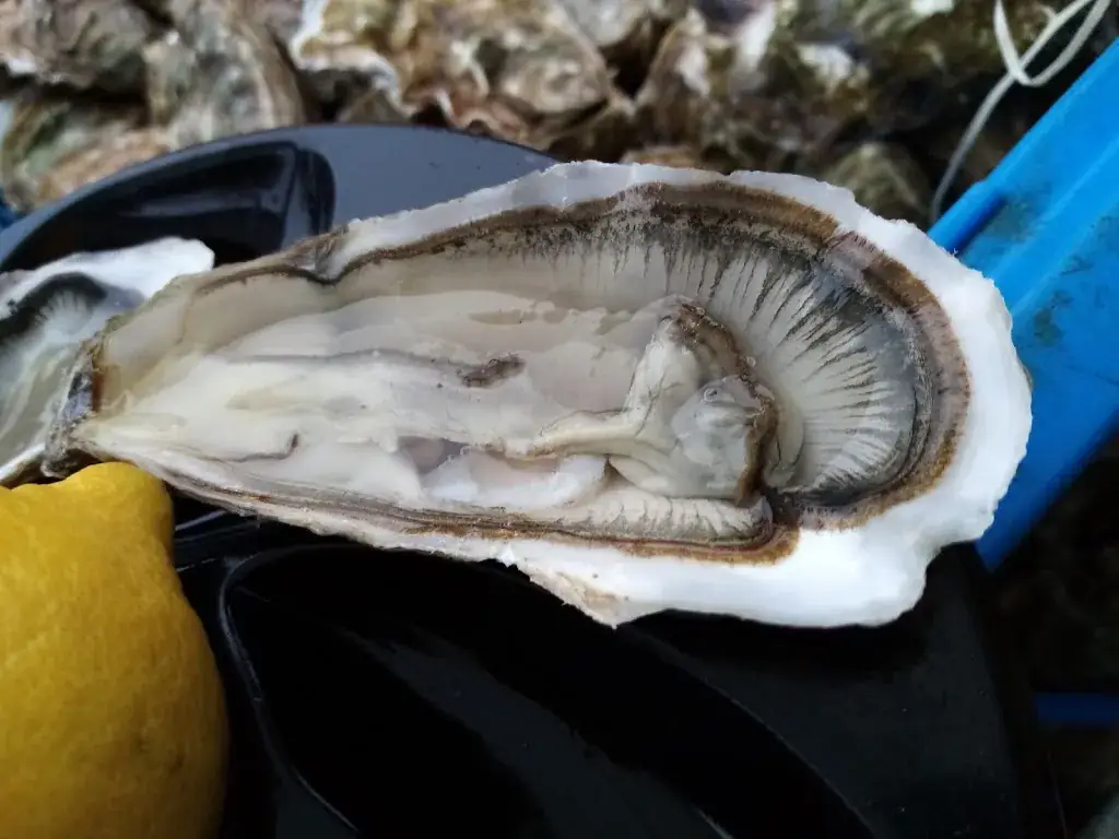 Bro Bro_Huitres Damerose_Locoal-Mendon_review