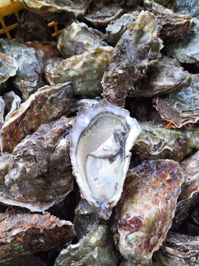 Huitres Damerose_Locoal-Mendon_slider_image_2