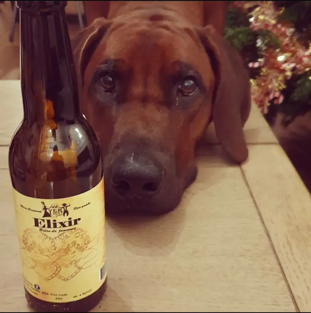 Menu_Brasserie artisanale Yermat bier_Locmiquélic_image_3