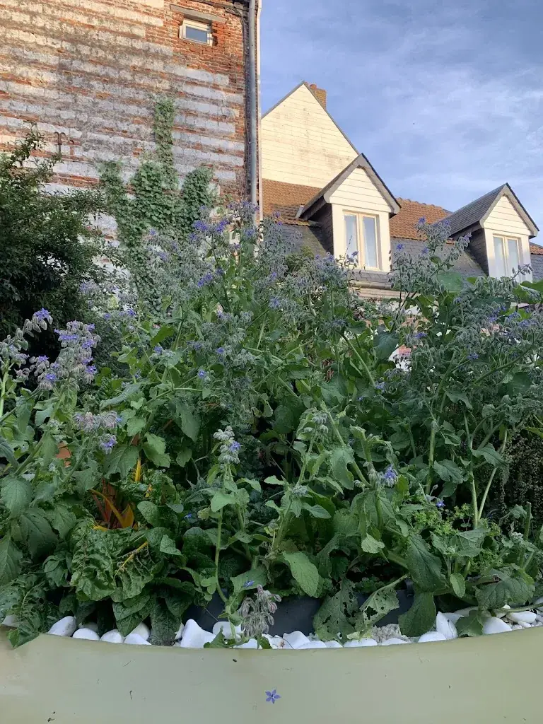 Primordial Niels_Restaurant Cocquempot_Montreuil-sur-Mer_reseña