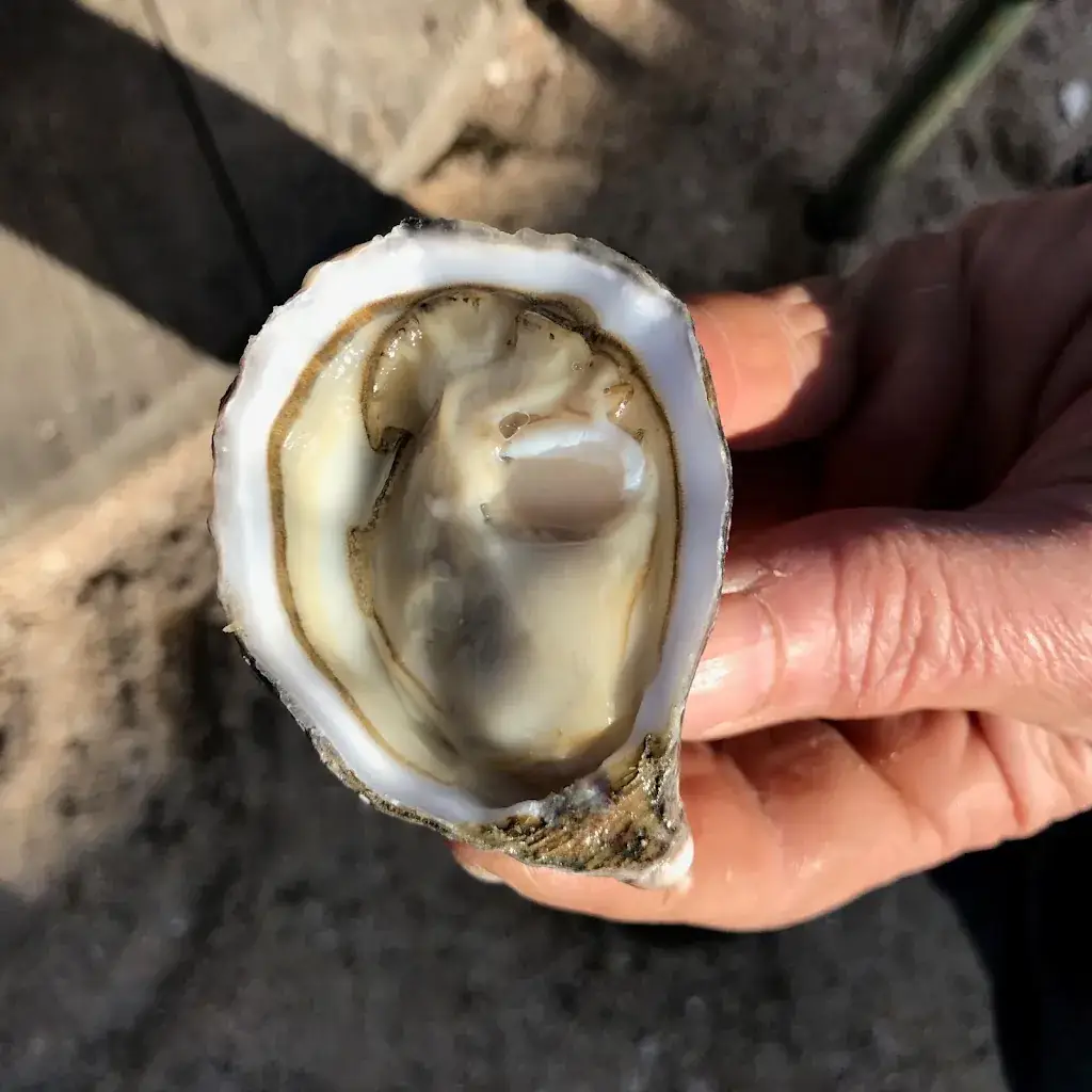 Menu_Le Bar à Huîtres du Sillon_Pleubian_image_7