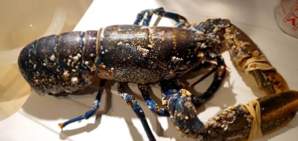 Vic Dobigny_LA MARÉE DU SILLON_Pleubian_review