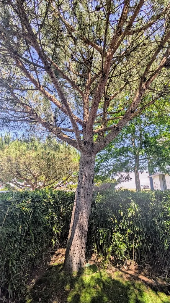 The cat_Restaurant L'Adn_Plescop_review