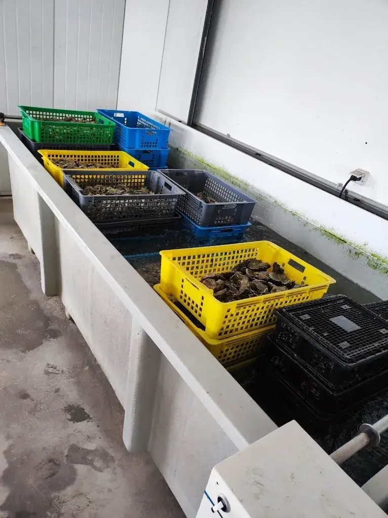 Vincent Laporte_Ty Huitres - degustation_Carnac_avis