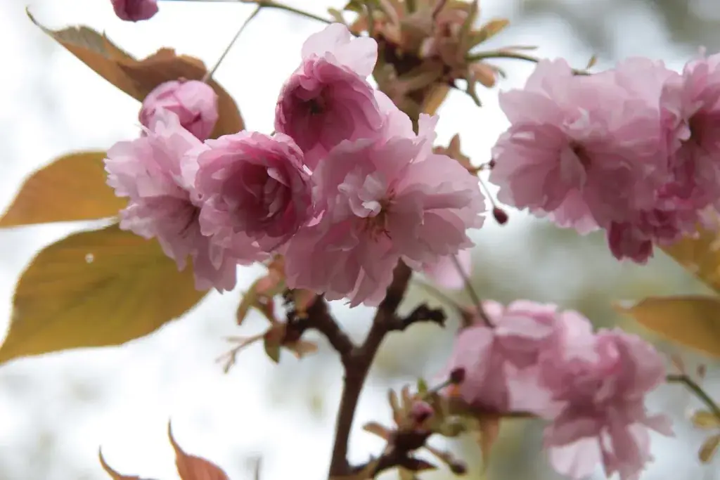 michel hayere_Letty crêpe_Plouhinec_review