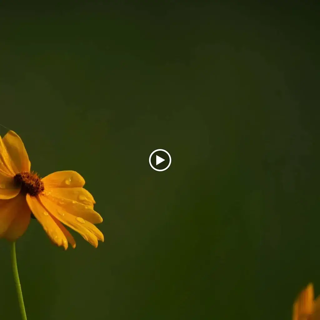 Hôtel le Chevalier Gambette restaurant in Saint-Armel