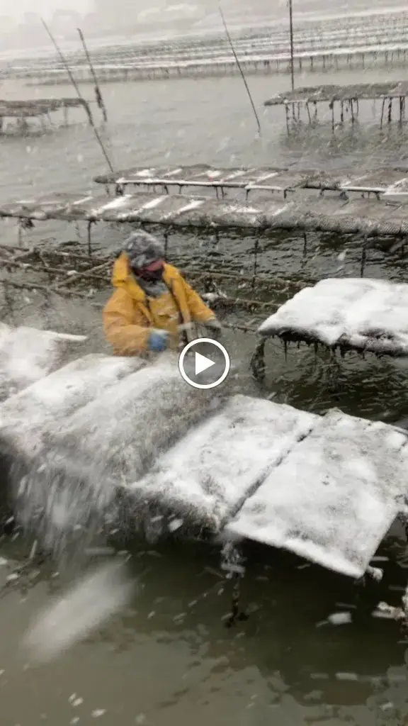 Huîtres Eric CAILLOCE_Saint-Philibert_slider_image_2