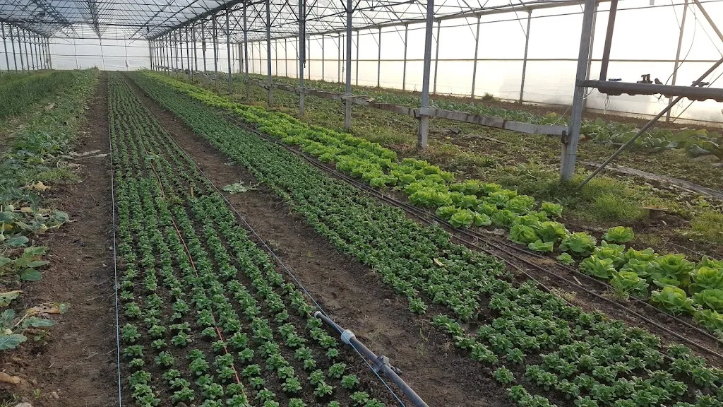 Jardin maraicher du Beaunois - les Jardins de la voie romaine_Beaune-la-Rolande_slider_image_3