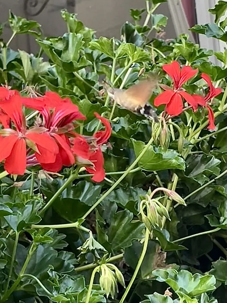 Trish Cooper_La Table de Jeanne_Chinon_review