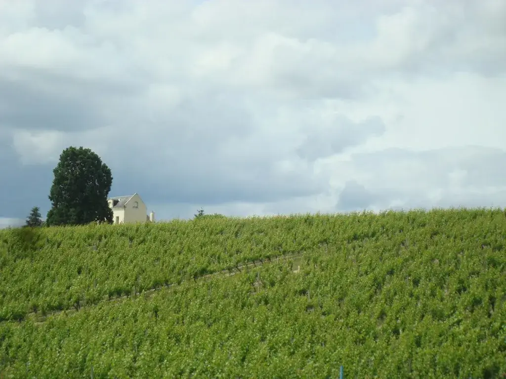 Alex ARod_Cave des Silènes_Chinon_review