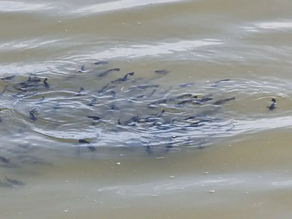 TOM HANAUER_La Rigolette_Luant_review