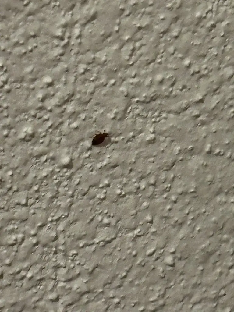 Mathias Domingues_Hôtel du Centre_Brioude_review