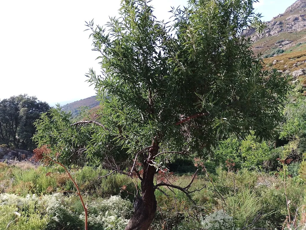 Nadine Vernier_L’ecclesia_Calenzana_review