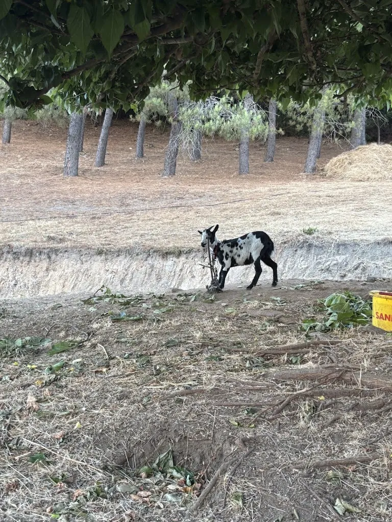 Lil_Timmy_421_A Casa Nustrale_Albitreccia_review