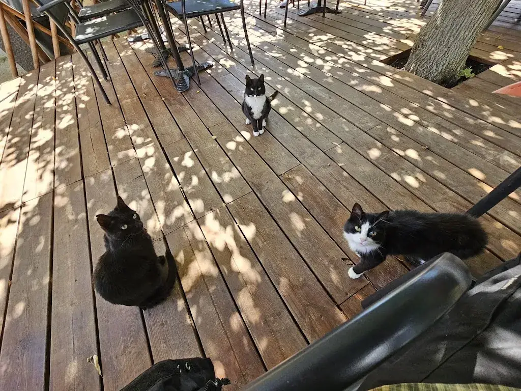 Adrian_Le RestoATAVULA_Morosaglia_review