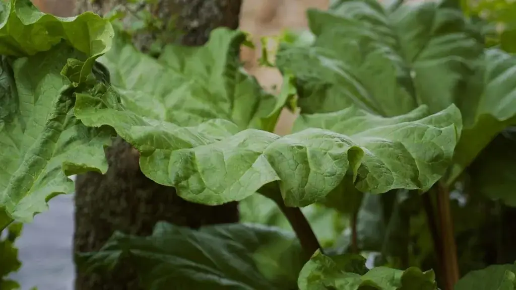 L'Alchémille_Vignoble_slider_image_3