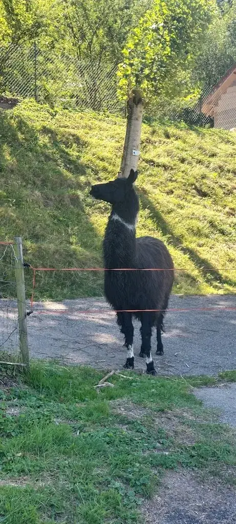 Aishi H_Ferme Auberge Des Grands Prés_Plainfaing_review