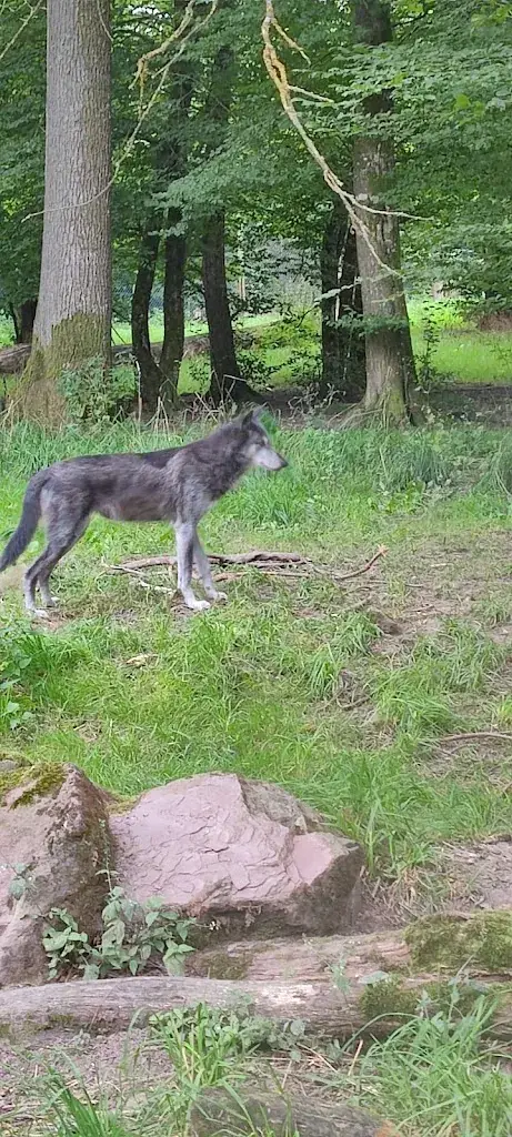 Loulou 57_Polpettone_Auboué_review